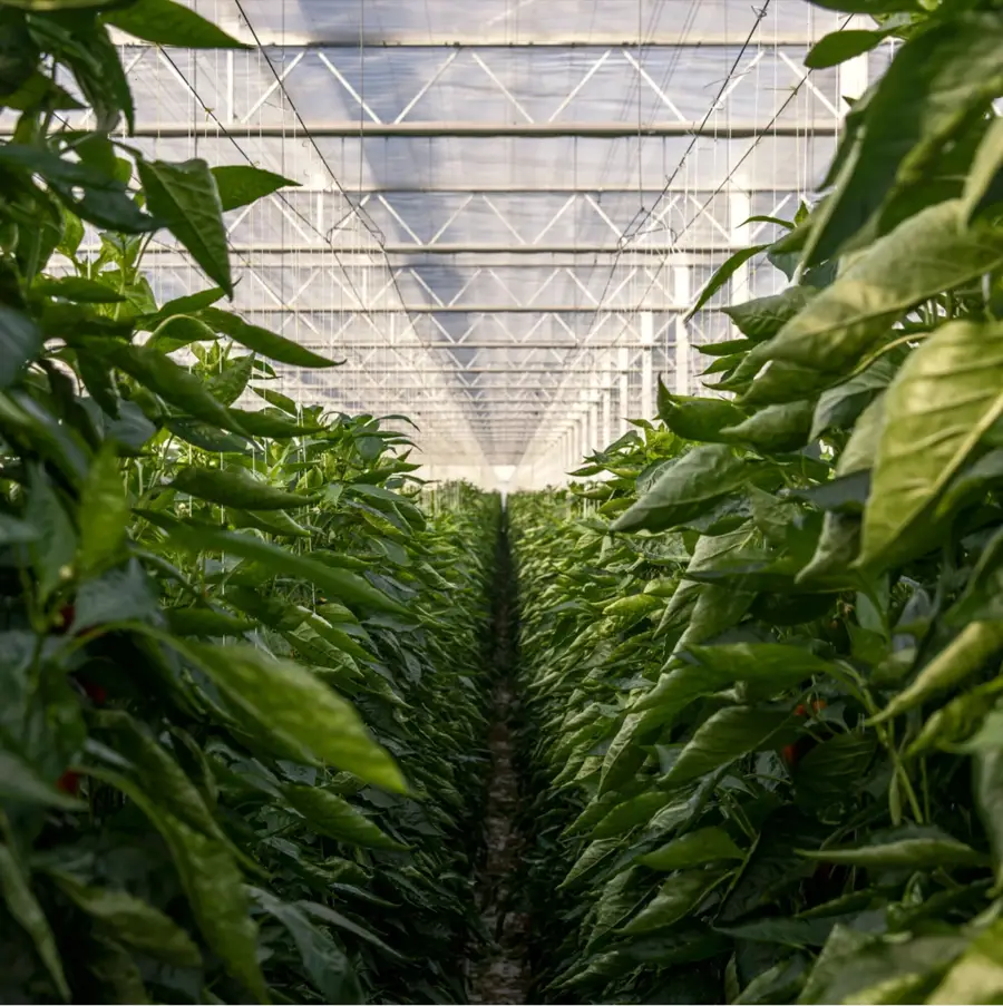 Glasshouse at the Uithoorn site